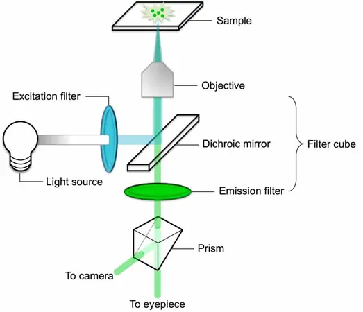 Working Principle of Murzider Fluorescence Microscopes