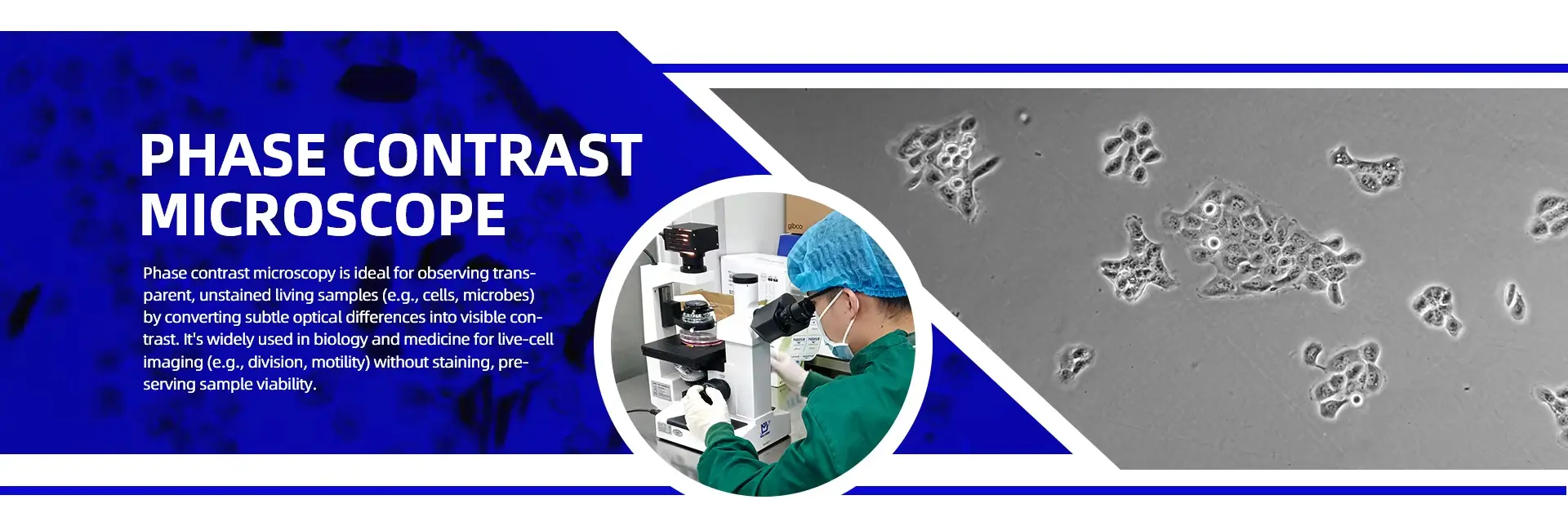 Murzider phase contrast microscope for cell observation and laboratory research