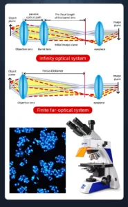 Dual-band fluorescence microscope with trinocular viewing head