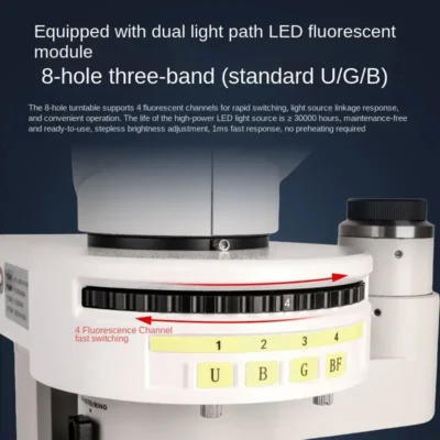Biological tissue fluorescence observation effect under MSD516-600D microscope