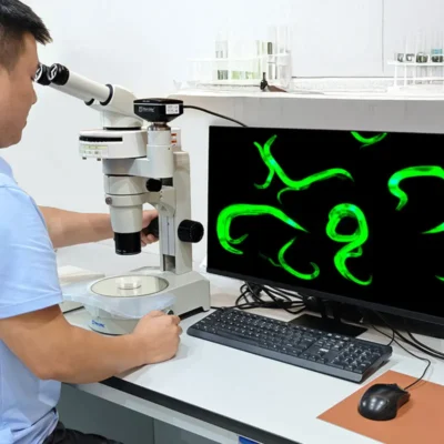 msd516-830-fluorescence-microscope-operation Researcher operating MSD516-830 UBG fluorescence stereo microscope