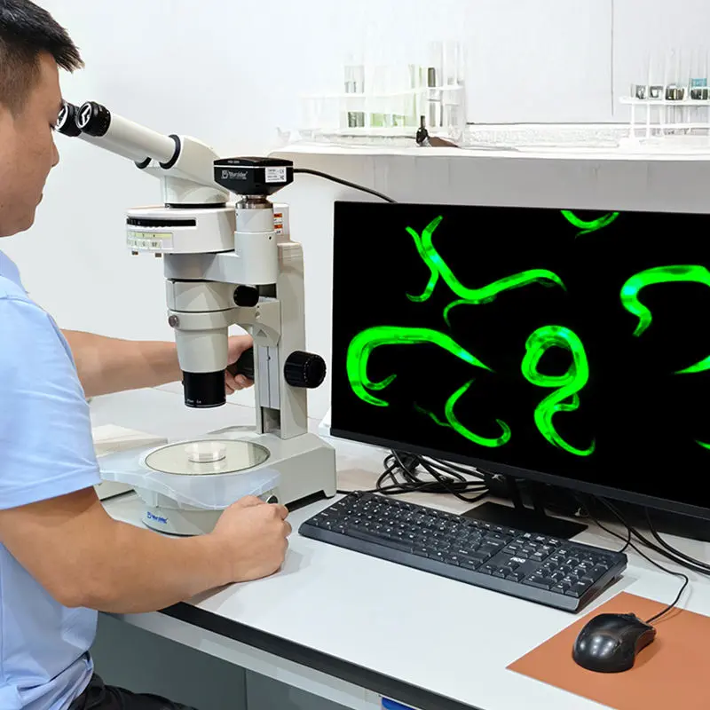 msd516-830-fluorescence-microscope-operation Researcher operating MSD516-830 UBG fluorescence stereo microscope