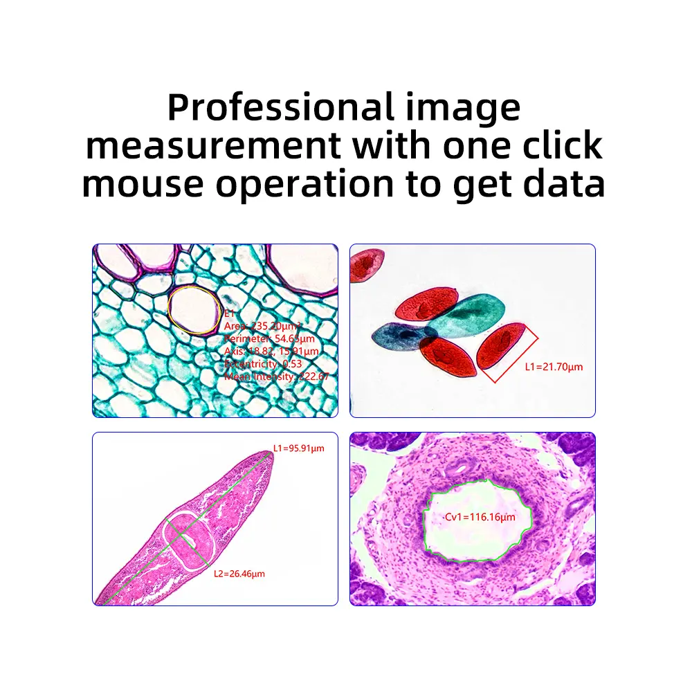 msd760-t-biological-observation-effect Biological observation imaging effect of MSD760-T microscope